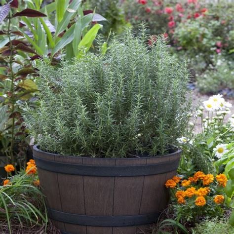 watering rosemary in containers